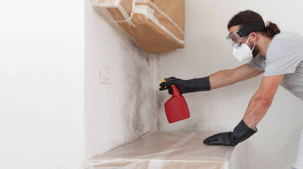 Basement Mold Remediation treatment on basement walls in Drayden