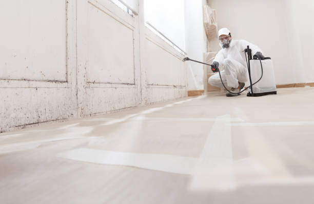Black mold remediation team in Drayden