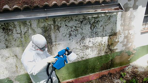 Mold Removal service in Drayden
